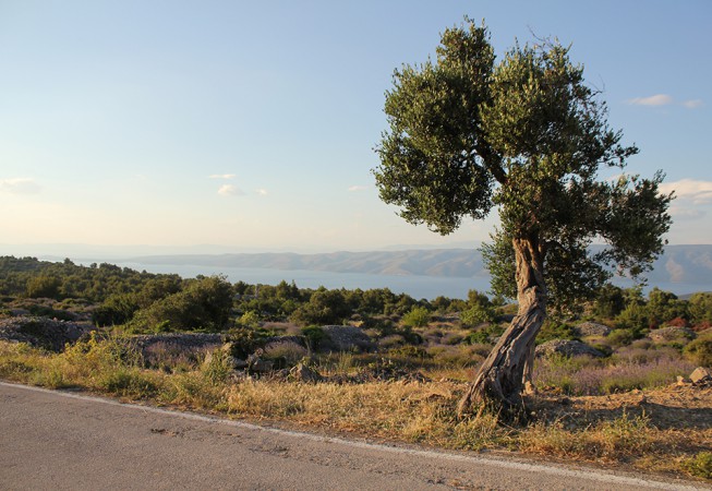 Kroatien: Lavendel Ernte